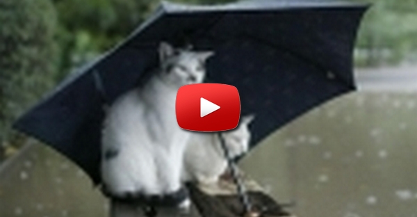 Gatos abrigados da chuva